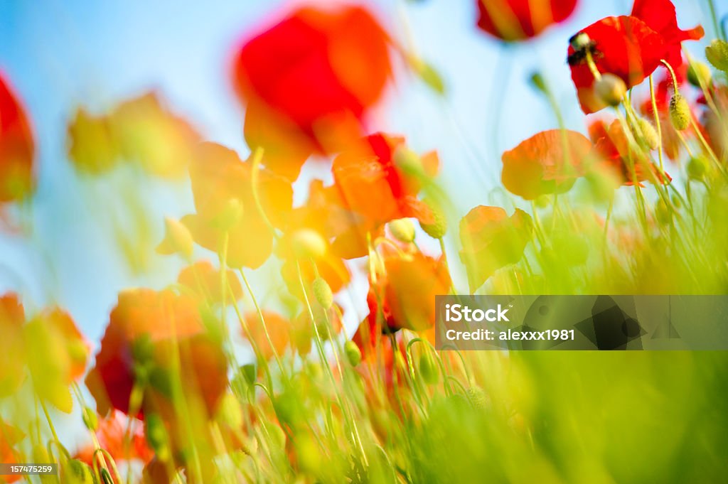 Campo di papaveri di primo piano - Foto stock royalty-free di Ambientazione esterna