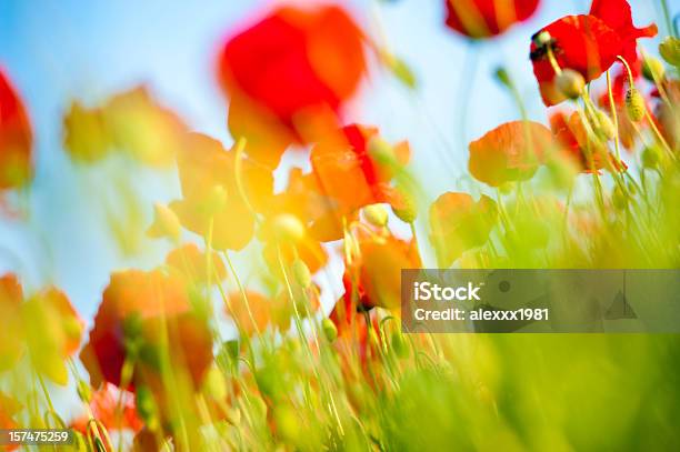 Campo Di Papaveri Di Primo Piano - Fotografie stock e altre immagini di Ambientazione esterna - Ambientazione esterna, Ambientazione tranquilla, Bellezza naturale