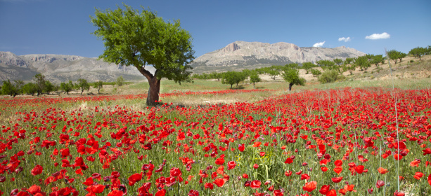 Panorama of a poppy field with almond trees near Murcia trees.