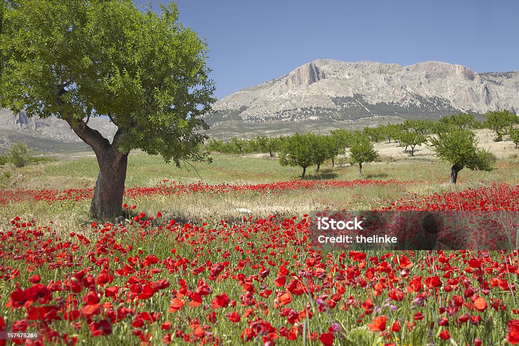 Poppy field avec des Amandiers - Photo de Espagne libre de droits