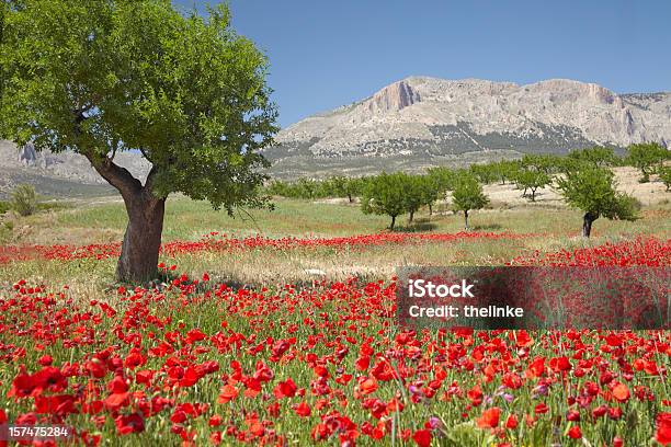 Photo libre de droit de Poppy Field Avec Des Amandiers banque d'images et plus d'images libres de droit de Espagne - Espagne, Murcie, Amandier