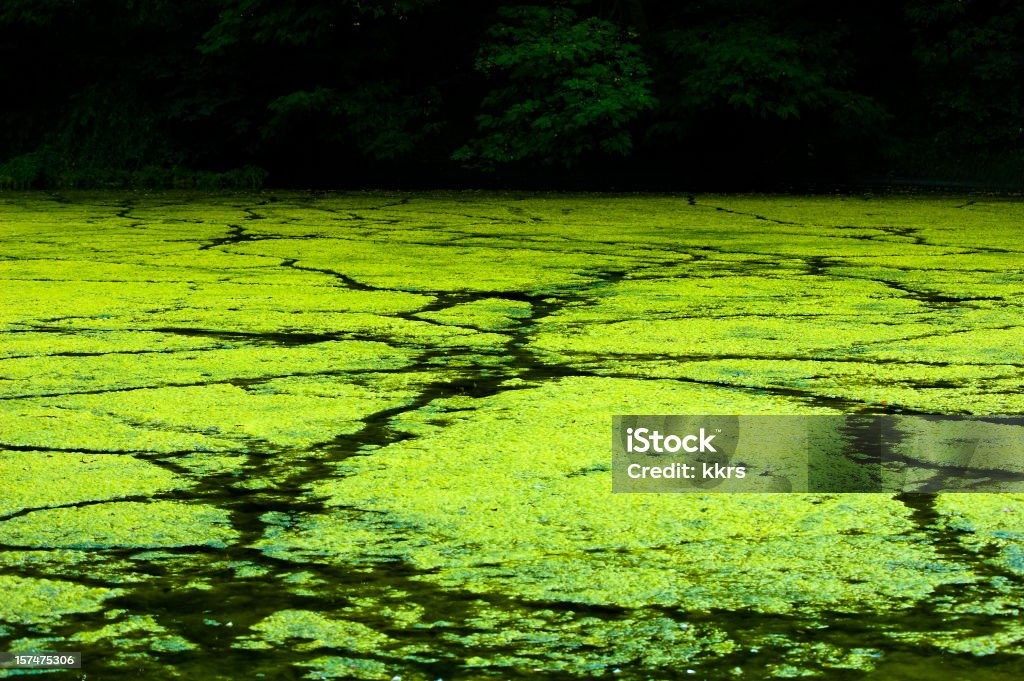 Alga - Foto de stock de Alga royalty-free