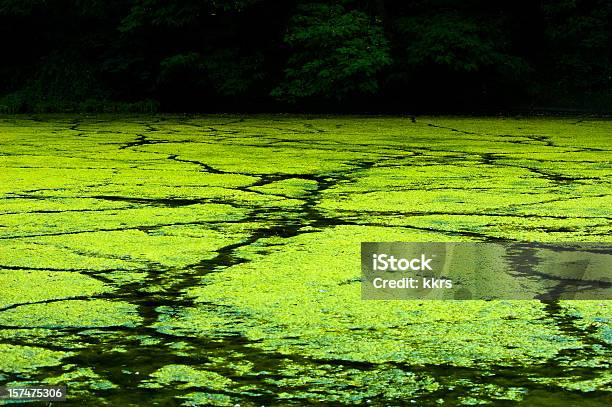 Foto de Alga e mais fotos de stock de Alga - Alga, Beleza natural - Natureza, Crescido em Excesso