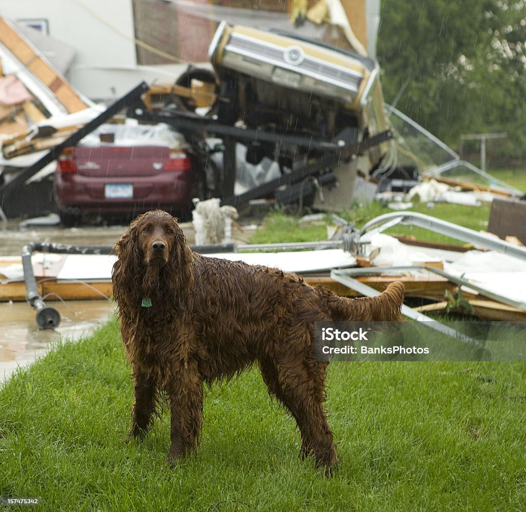 Cachorro na chuva depois de Tornado - Foto de stock de Cão royalty-free