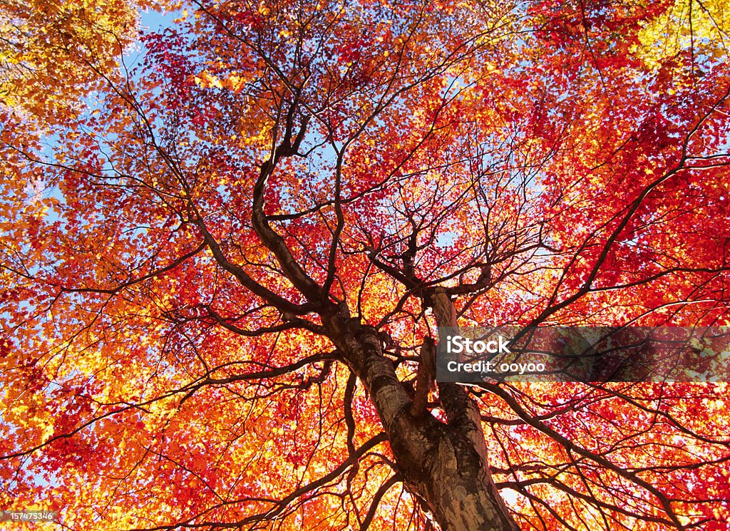 Colori autunnali - Foto stock royalty-free di Accero rosso