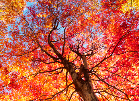 looking up at bright autumnal tree in a forest