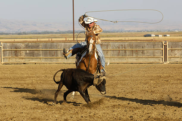 istock One Cowboy in Rural Rodeo Arena Roping a Steer 157475439