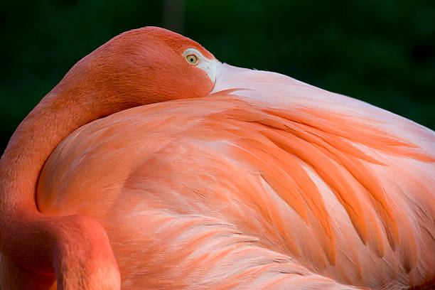 istock Pink Flamingo--Peeking Over Feathers 157475447