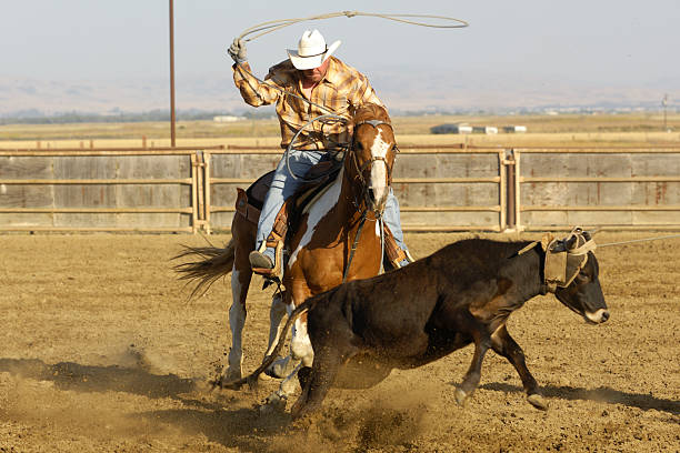 istock One Cowboy in Rural Rodeo Arena Roping a Steer 157475472