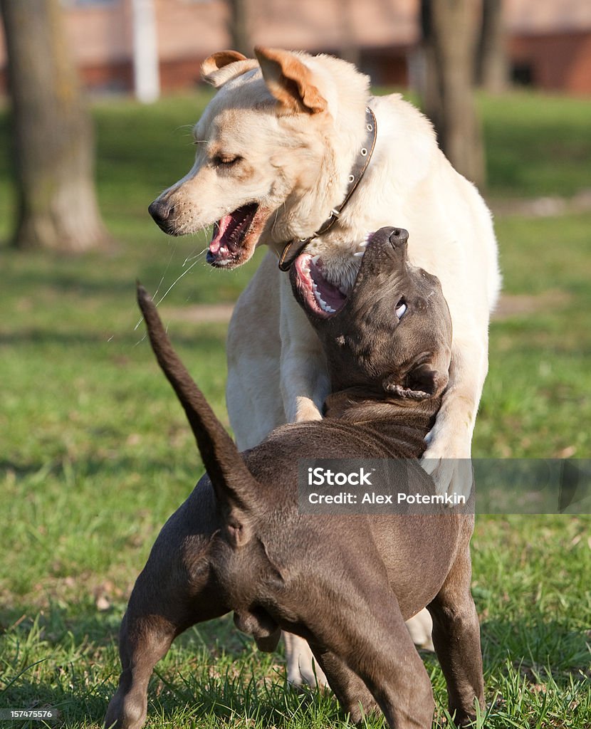 doggish scuffle: labrador y pitbull terrier - Foto de stock de Luchar libre de derechos