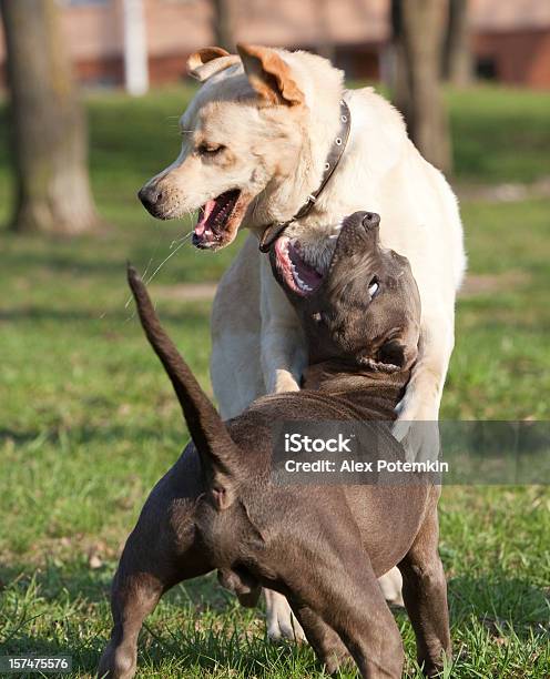 Doggish Scuffle Labrador Y Pitbull Terrier Foto de stock y más banco de imágenes de Luchar - Luchar, Perro, Actividad