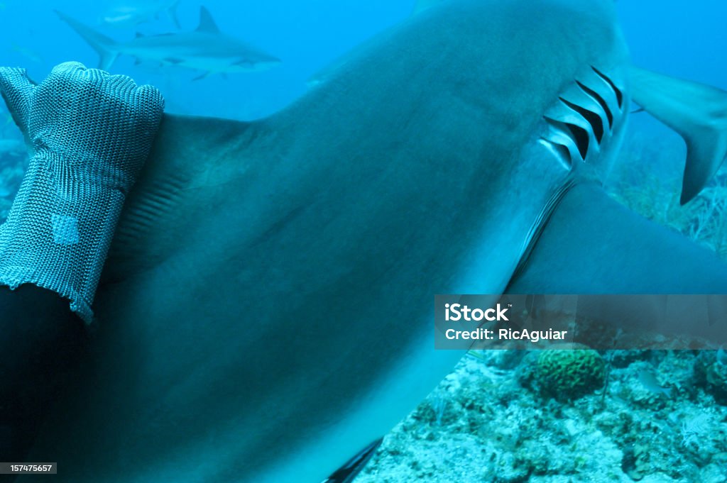 shark  Fish Stock Photo