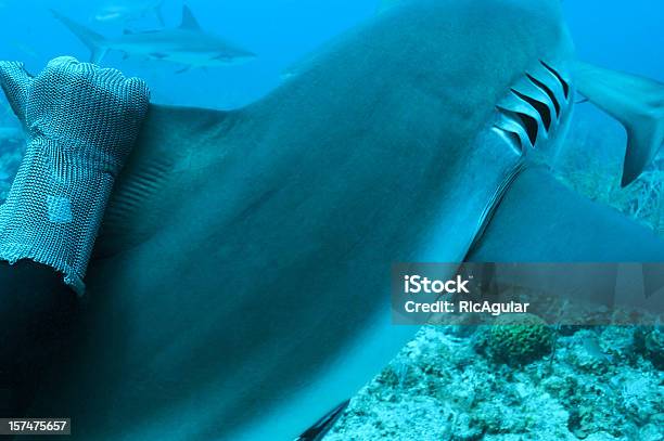 Shark Stock Photo - Download Image Now - Fish, Underwater Diving, Activity