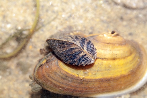 Zebra mussels, Dreissena polymorpha, grown on a painters mussel, in sandy sediment and shallow water.