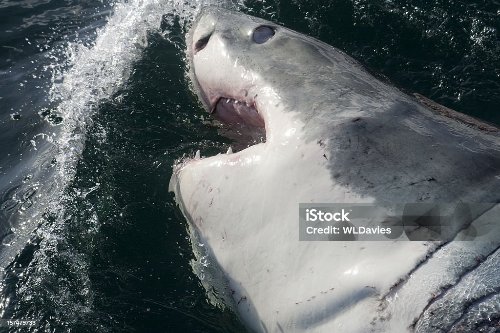 Большая белая акула, крупный план - Стоковые фото Большая белая акула роялти-фри