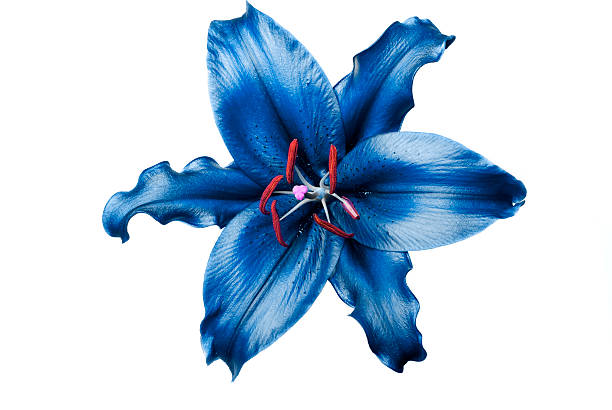 exótico lirio azul sobre fondo blanco - una sola flor fotografías e imágenes de stock