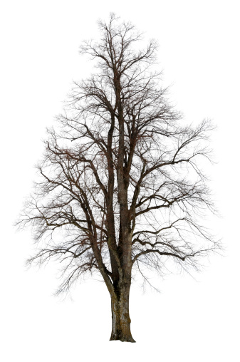Dry tree branch isolated on white with clipping path.