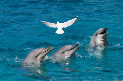 Three dolphins with their heads out of the water, while a sea gull flies overhead