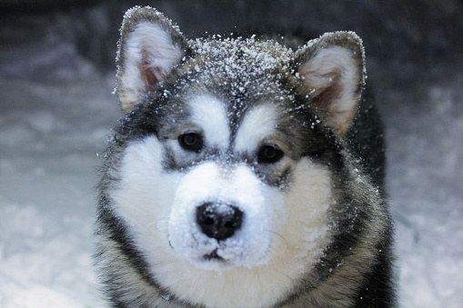 Female Pure breed Malamute at 8 months  playing in the snow during a snowfall