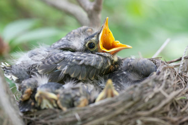 istock Baby robins in nest 157475956