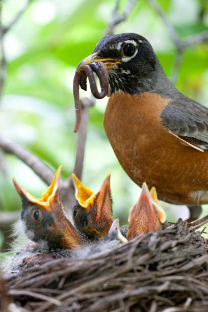 動物の育児 - american robin ストックフォトと画像