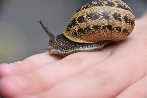 Close-up of female hands with giant snails in a fern natural green setting