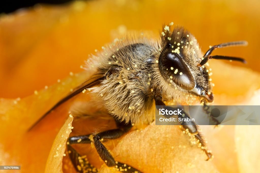 꿀벌, 꽃가루 - 로열티 프리 접사 촬영 스톡 사진