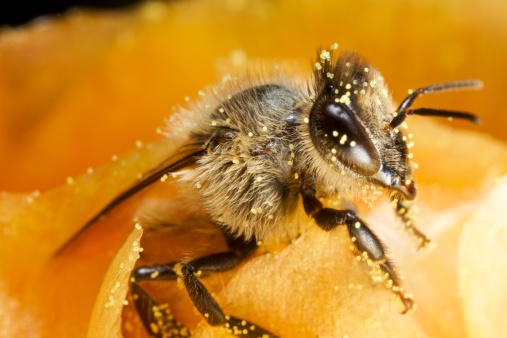 Bee - Apis mellifera - pollinates a blossom of the common sneezeweed or large-flowered sneezeweed - Helenium autumnale