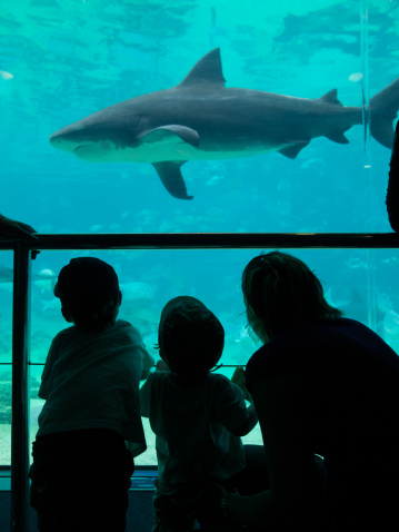 Kids and Mum at the Aquarium looking at sharks and other fish	