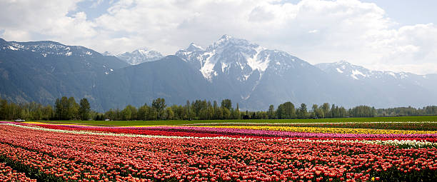 istock Tulips field and snow mountains 157476078