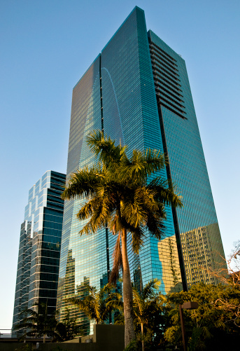 Palm tree and a tall building in Brickell Avenue, Miami, Florida, USA