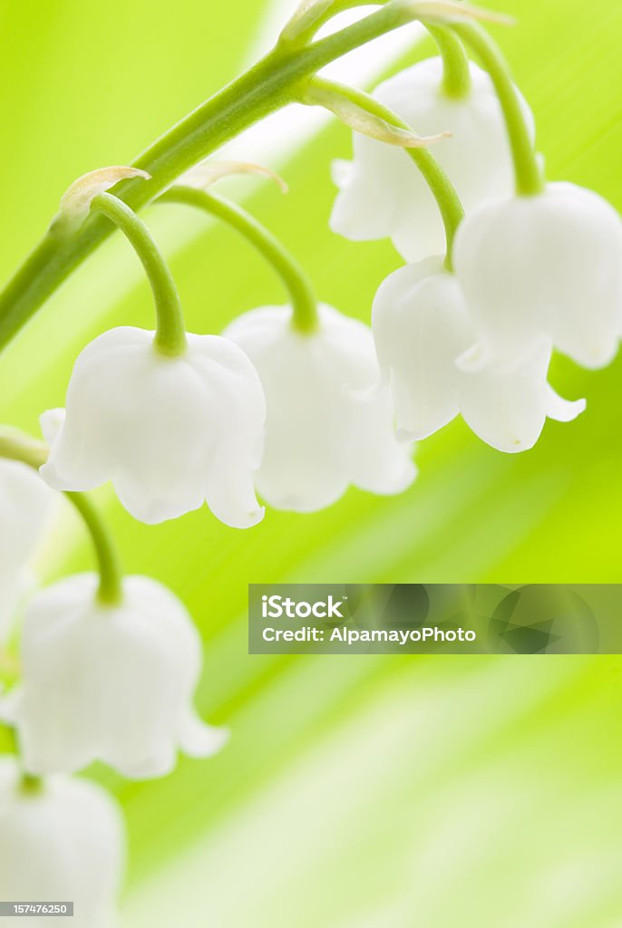 Lily of the Valley (Convallaria majalis flores-IV - Foto de stock de Muguete libre de derechos