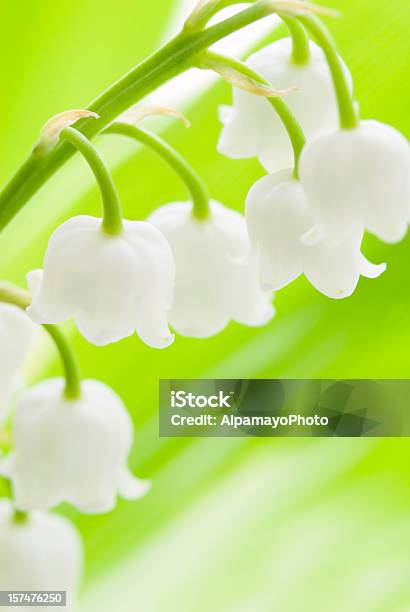 Lily Of The Valley Convallaria Majalis Floresiv Foto de stock y más banco de imágenes de Muguete - Muguete, Flor, Blanco - Color