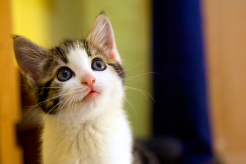 Kitten facing up with a questioning facial expression