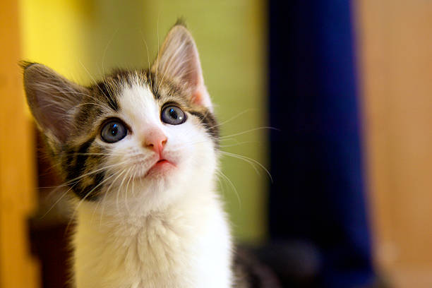 886,405 Cute Cat Stock Photos, Pictures & Royalty-Free Images - iStock | Cat,  Cute dog, Happy cat