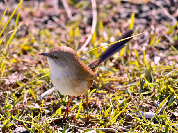 Horizontal extreme closeup photo of a small, brown and beige feathered female Superb Fairy Wren standing on the grass.