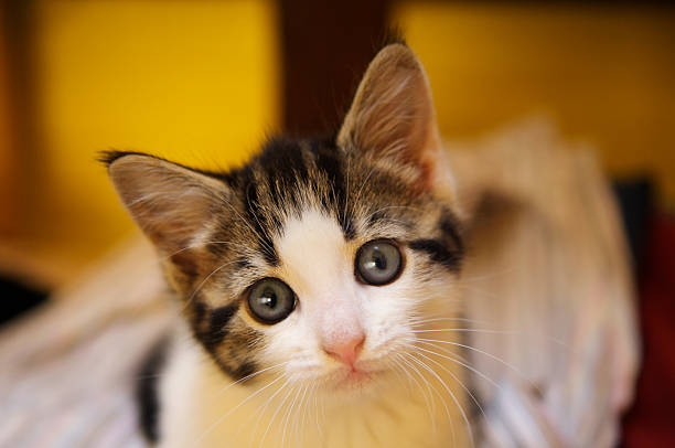 istock Cat looking at the camera with pleading wide eyes 157476385