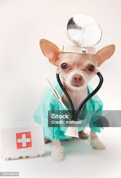Chihuahua Angezogen Wie Ein Arzt Stockfoto und mehr Bilder von Arzt - Arzt, Hund, Humor