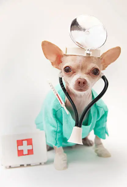 Photo of chihuahua dressed like a doctor
