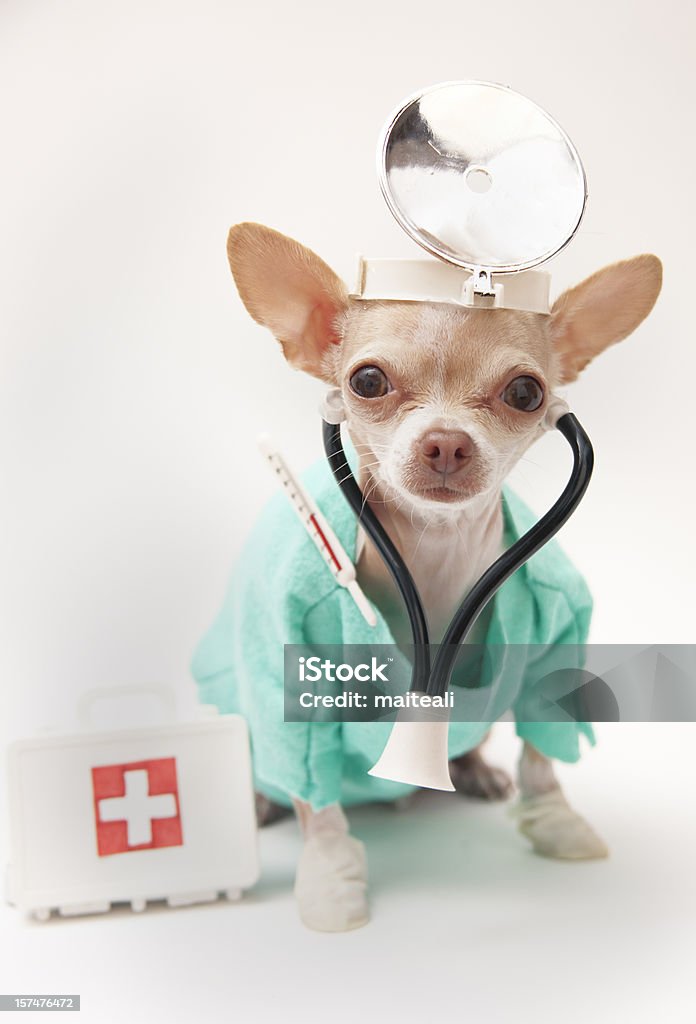 chihuahua Vestido como um médico - Royalty-free Doutor Foto de stock