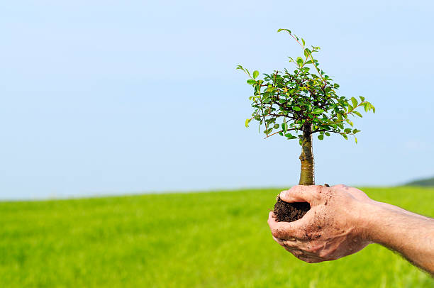 nowe życie w rękę - development tree human hand bonsai tree zdjęcia i obrazy z banku zdjęć