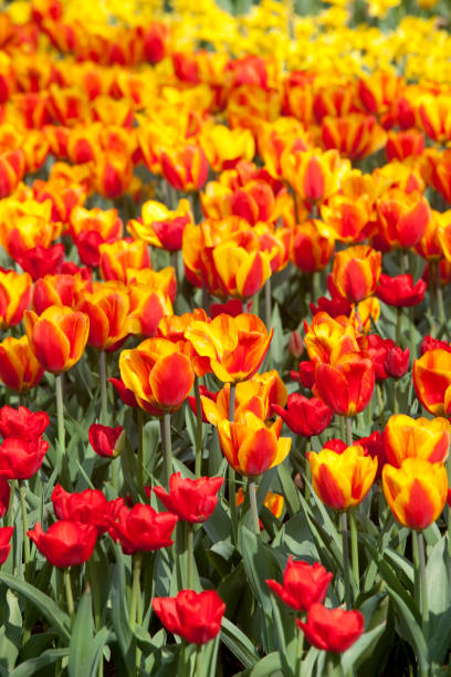 istock Golden Red Tulips in Amsterdam Garden 157476723