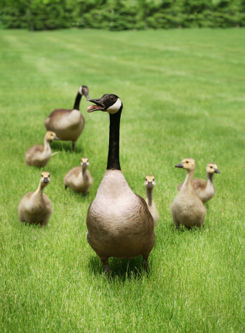 Greylag goose (Anser anser) mother bird with chicks in natural wetland habitat. Wildlife scene in nature.