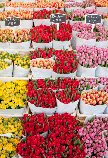 istock Tulips at Flower Market in Amsterdam 157476806