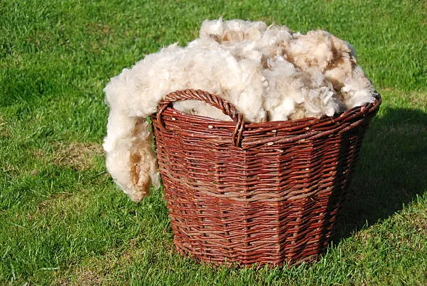 Basketful of raw sheep wool, unwashed and natural