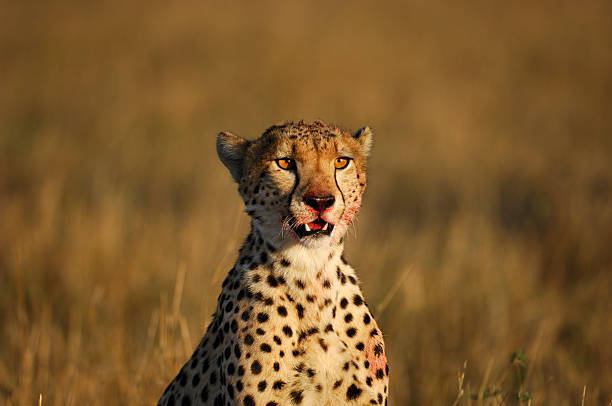 istock Wild Cheetah with Blood Covered Face 157476871