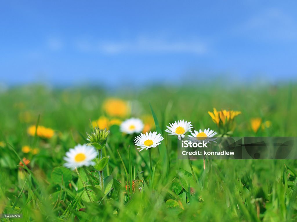 XXXL Meadow - flowers and green grass  Backgrounds Stock Photo