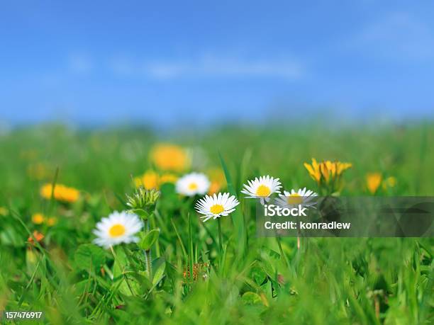 Xxxl Meadow Flowers And Green Grass Stock Photo - Download Image Now - Backgrounds, Blue, Clear Sky