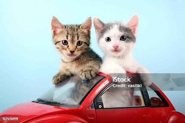 Gattini Su Vacanze Estive - Fotografie stock e altre immagini di Gattino - Gattino, Carino, Gatto domestico