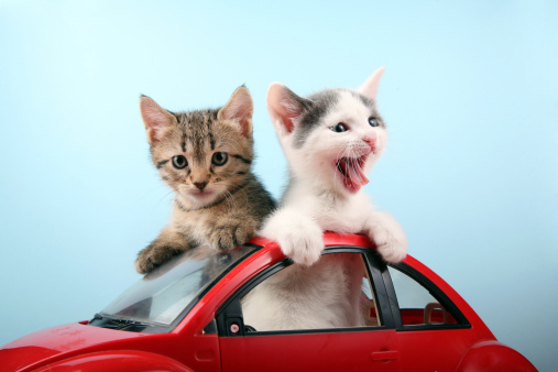 Two cute kittens traveling by car.